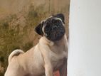 Pug Male for Crossing