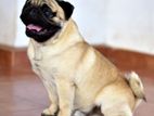 Pug Male for Crossing