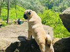 Pug Male for Crossing
