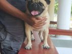 Pug Male for Crossing