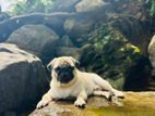 Pug Male For Crossing