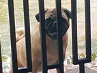 Pug Male for Crossing