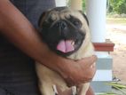Pug Male for Crossing