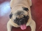 Pug Male For Crossing