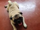 Pug Male For Crossing