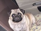 Pug Male for Crossing