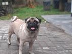 pug male