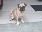 Pug Male