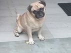 Pug Male Dog