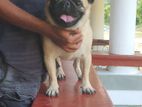 Pug Male For Stud