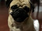 Pug Male for Stud