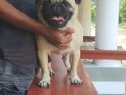 Pug Male for Stud