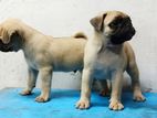 Pug Male Puppys