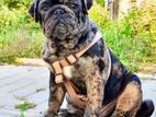 Pug Merle Color Puppy