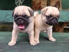 Pug Puppies