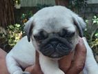 Pug Puppies