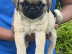 Pug Puppies