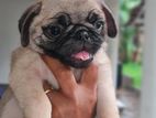 Pug Puppies