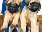 Pug Puppies Availlable for Lovers
