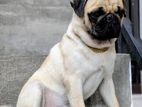 Pug Dog For Crossing