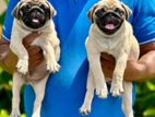 Pug Puppies