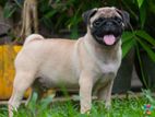 pug Puppy