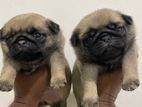 Pug puppies