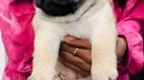 Pug Puppies