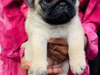 Pug Puppies