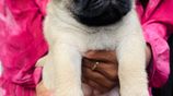 Pug Puppies