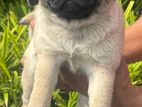 Pug Puppies