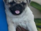 Pug Puppies