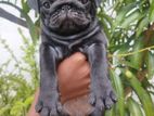 Pug Puppies