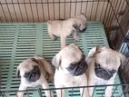 Pug Puppies