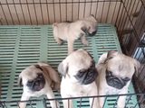 Pug Puppies