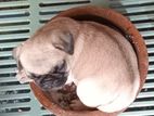 Pug Puppies