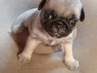 Pug Puppies