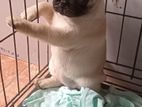 Pug Puppies