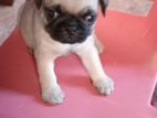 Pug Puppies