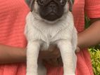 Pug Puppies