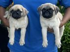 Pug Puppies