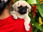 Pug Puppie