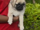 Pug Puppie