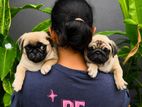 Pug Puppies