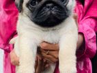 Pug Puppies