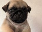 Pug Puppies