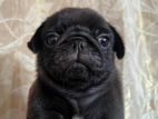 Pug Puppies
