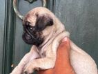 Pug Puppies
