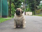 Pug Puppies