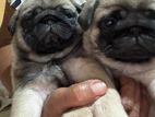 Pug Puppies